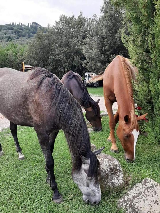 Agriturismo Frantoio Valiani Cortona Zewnętrze zdjęcie