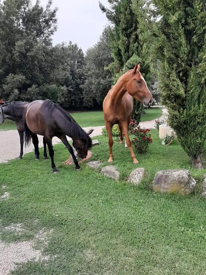 Agriturismo Frantoio Valiani Cortona Zewnętrze zdjęcie